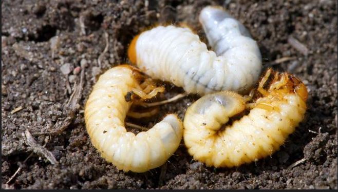 Larva gândacului de bălegar, ultima „delicatesă” introdusă de UE pe lista de alimente