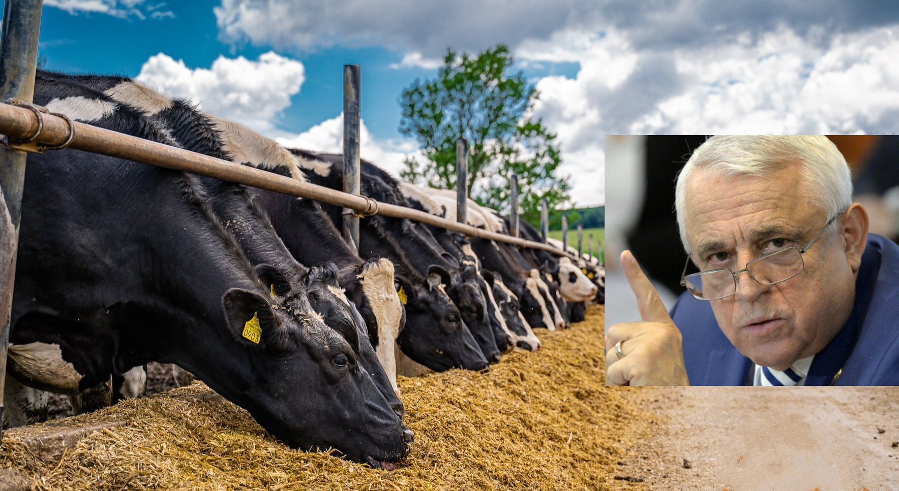 Cum vede Daea vaca de la Buzău: Avem aceeași producție de lapte ca în ’89, dar cu efective la jumătate