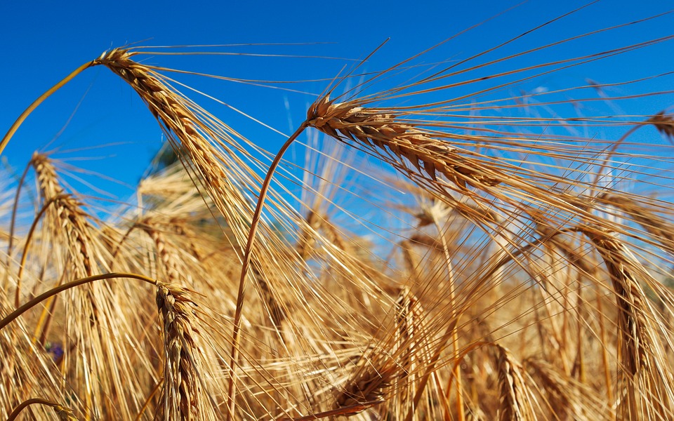 Agricultorii îi cer lui Daea banii pe care CE a uitat să-i dea: minimum 100 euro/tona de cereale