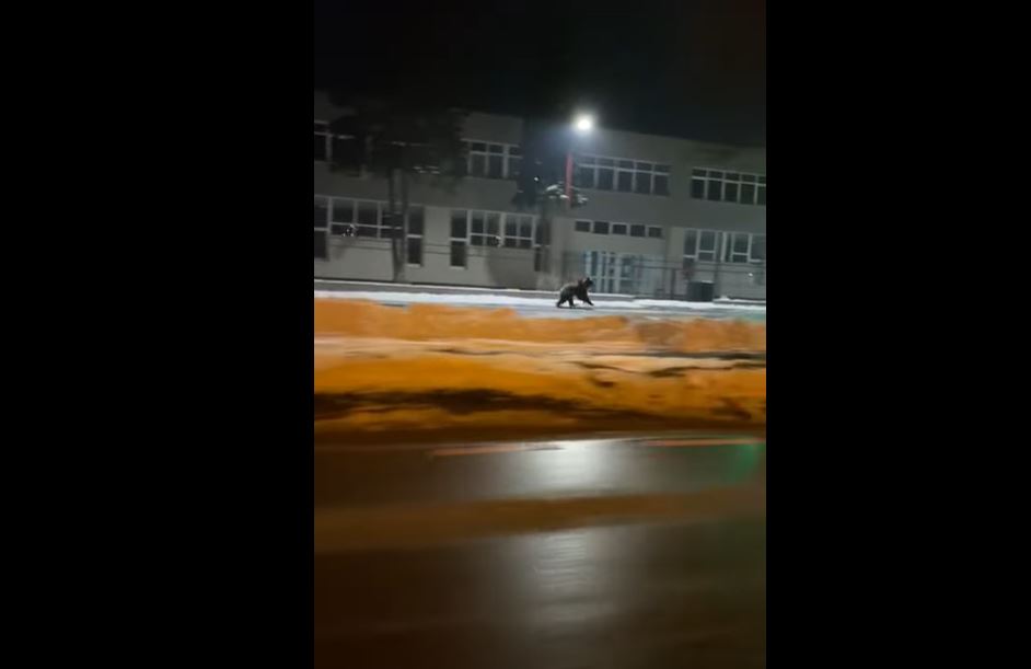 Urs filmat când zburda liber, noaptea, pe străzile din Sibiu (VIDEO)