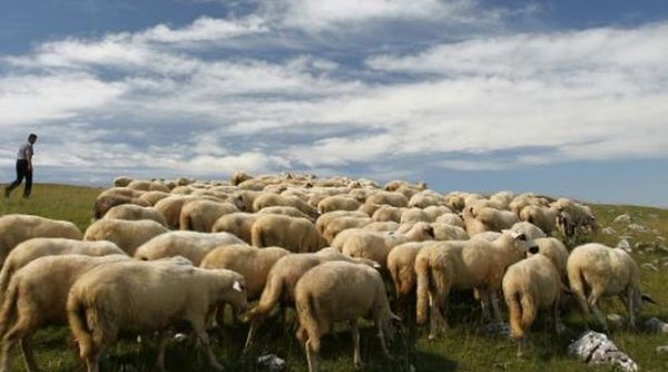 Licitație pe ciobanul nepalez: 600 euro bucata. ”Nu-ți place, în 3 luni vine altul”. EXCLUSIV