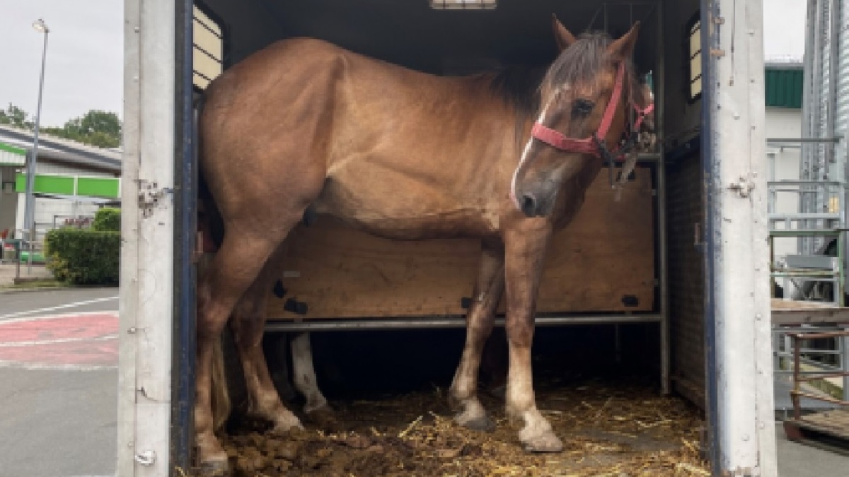 În ce condiții deplorabile sunt aduși caii din Olanda în România