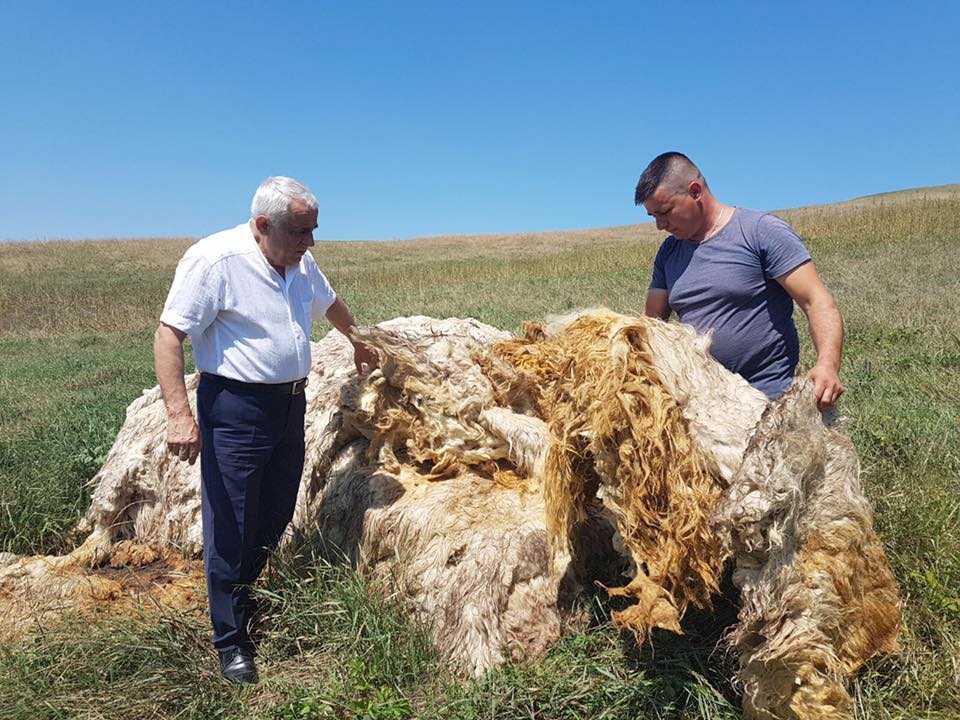 Visul cel măreț al lui Petre Daea: Cea mai mare fabrică de procesare a lânii din Europa va fi construită în Olt