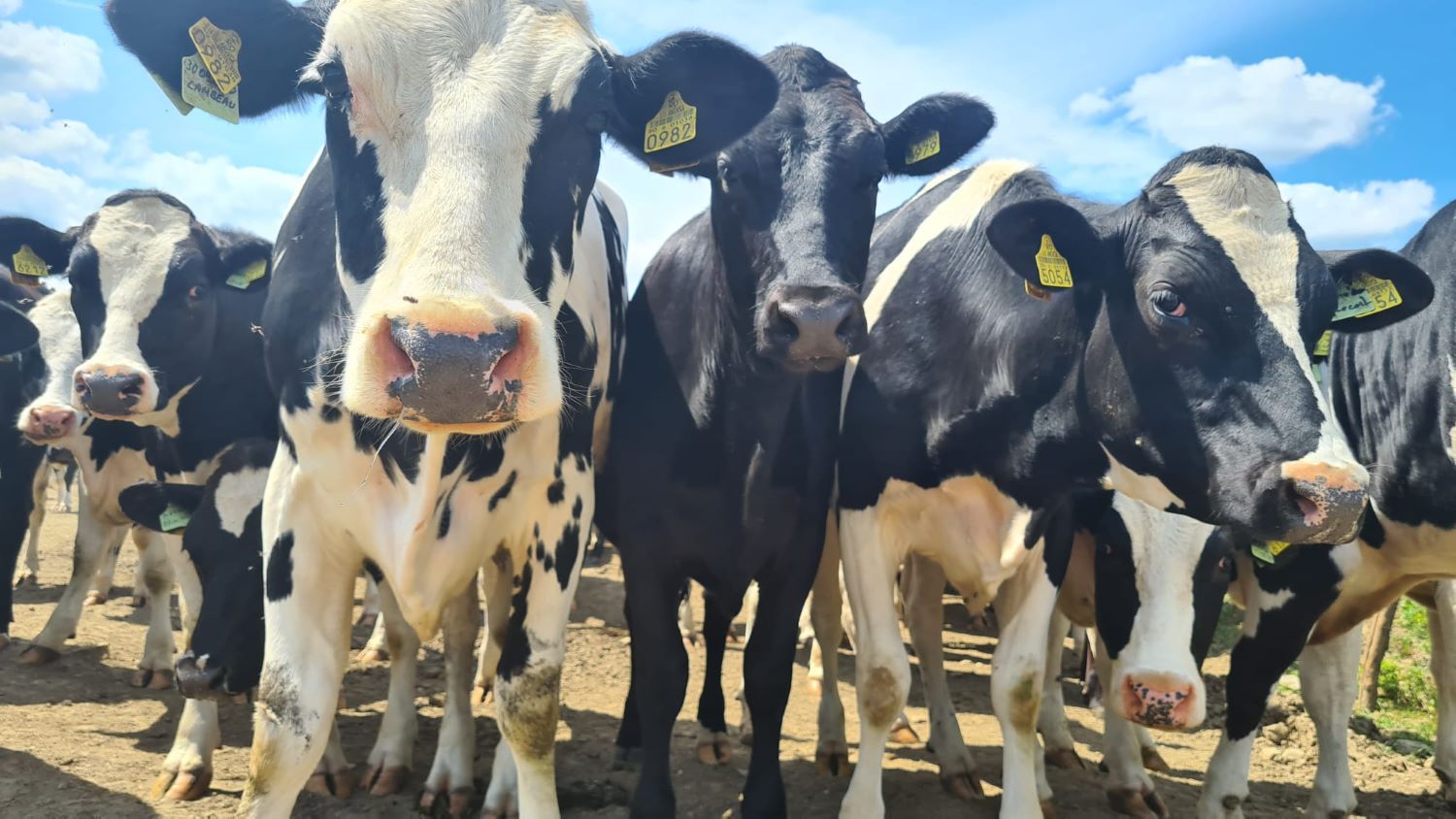 <strong>Câte animale are în ferme cel mai mare producător de lapte din România</strong>