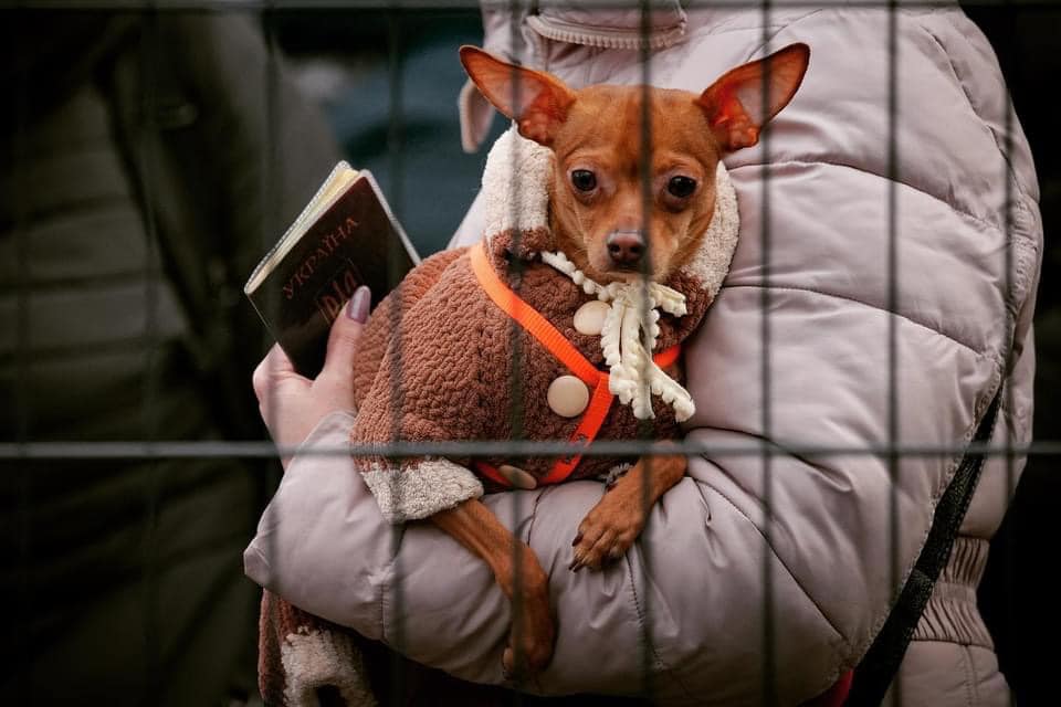 Interzis câinilor din Ucraina în România