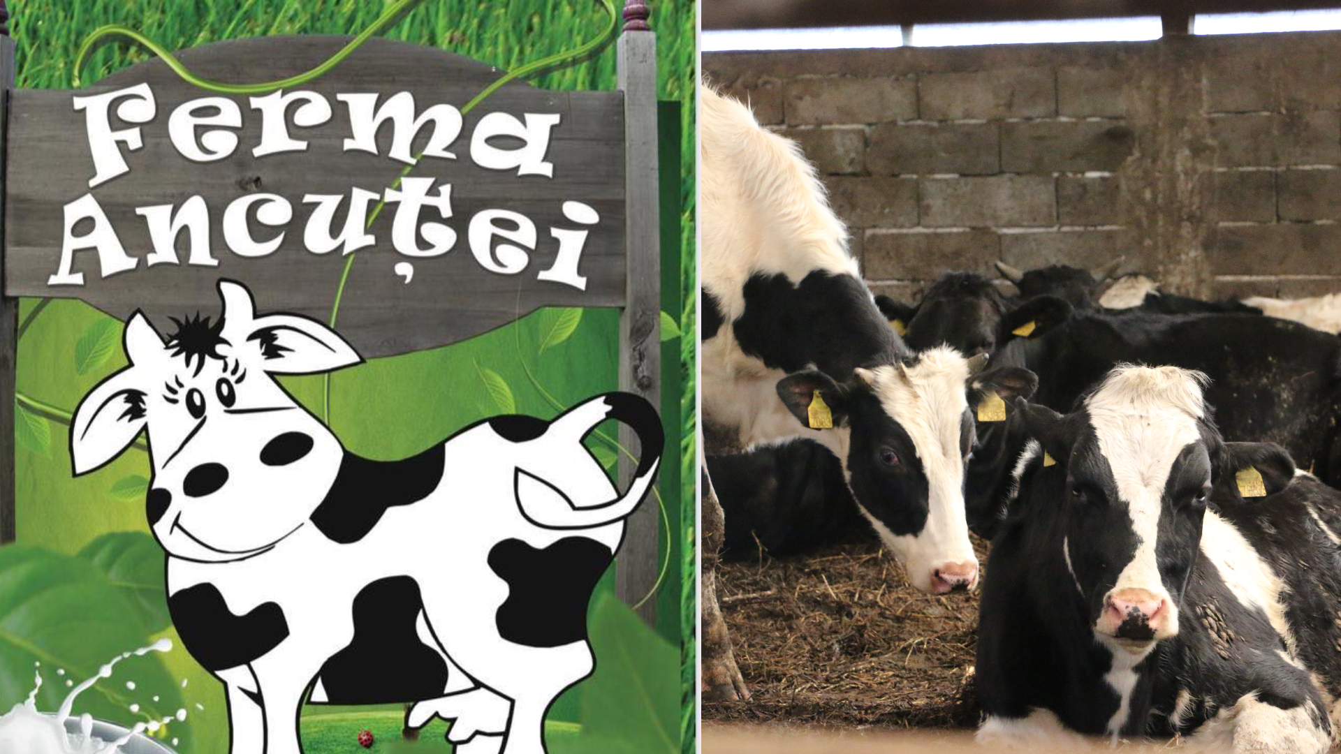 Ferma Ancuței – Văcuțele de lapte, atracția Farm-Park-ului de la Moara Vlăsiei