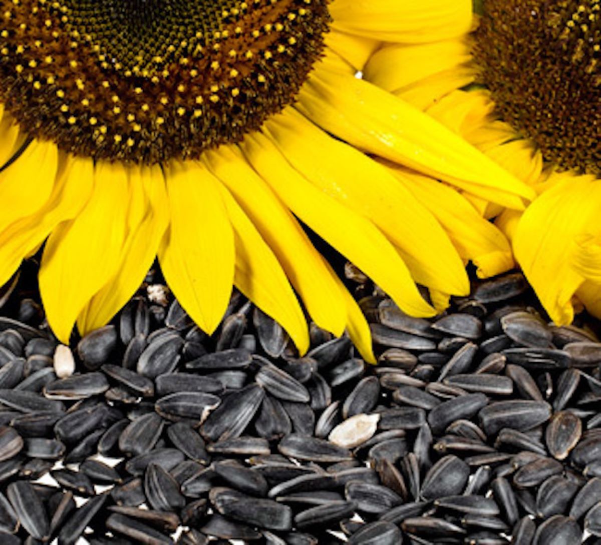 Fabricile de ulei din Bulgaria caută semințe de floarea soarelui în România. Nimeni nu vinde