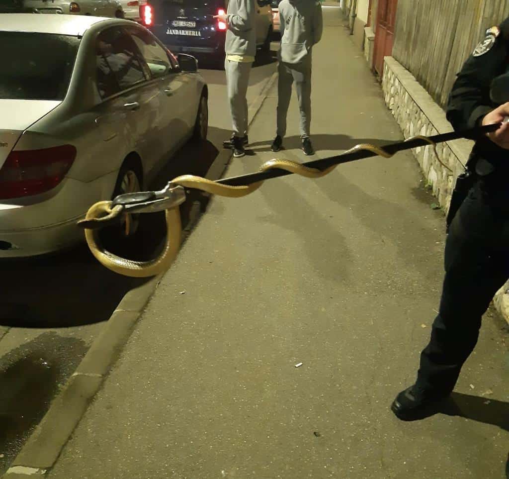 Un șarpe de 2 metri, prins în interiorul unui autoturism FOTO