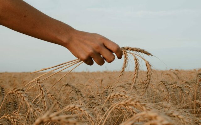 Faliment total pentru fermieri: Depozitele sunt pline de grâu adus din Ucraina cu 40 de bani/kg