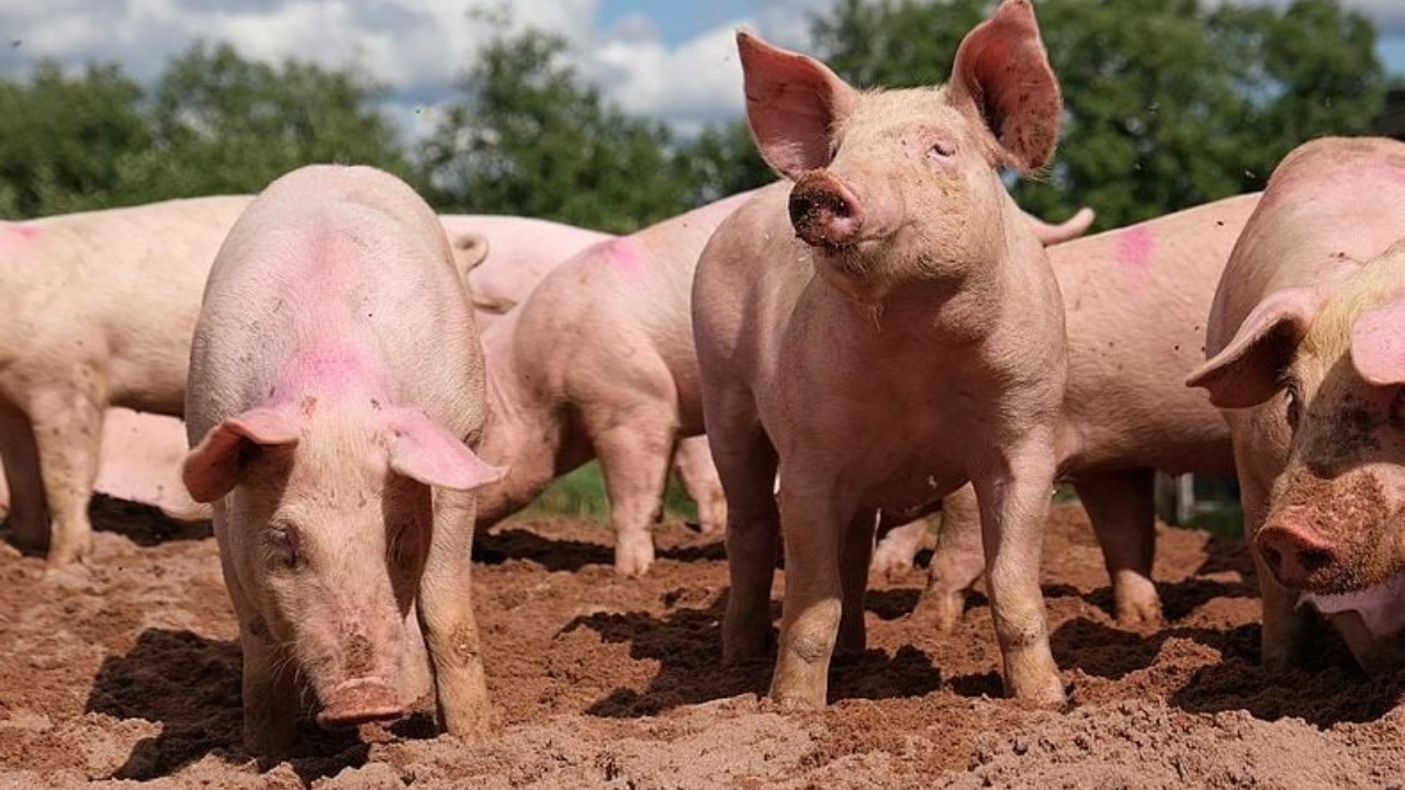 Pot românii să taie porcul în curte, în acest an? Ce spune ministrul Agriculturii